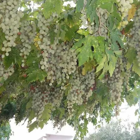 Kiki * Trogir
